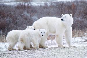 Polar Bear Family