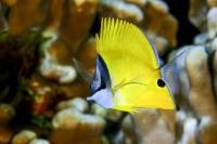 Butterfly Fish