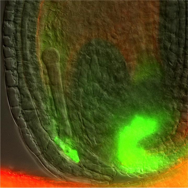 <em>Arabidopsis</em> Developing Seed