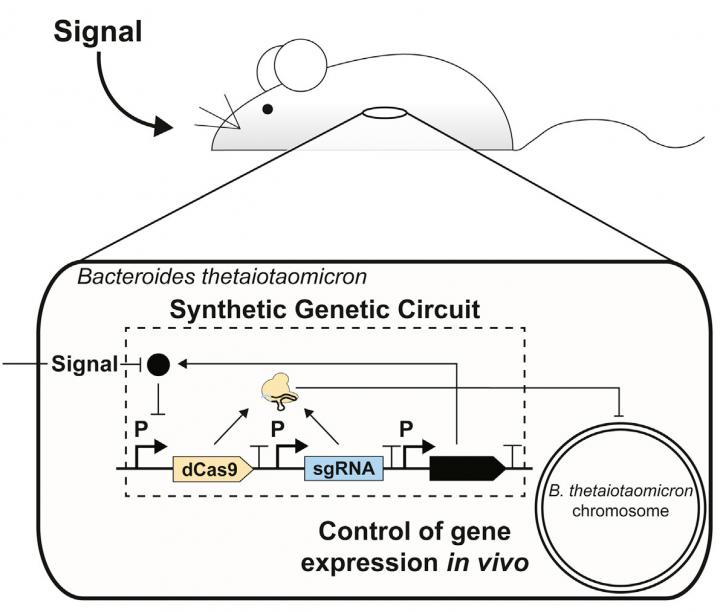 Engineering <i>Bacteroides</i>