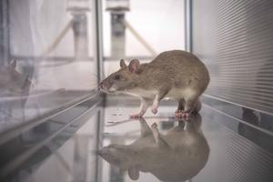 African giant rat in training cage