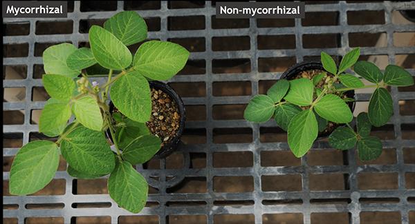 Soybean plants with and without AMF species