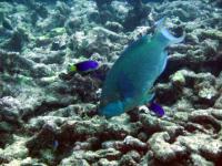 A Parrotfish Feeding on Degraded Coral