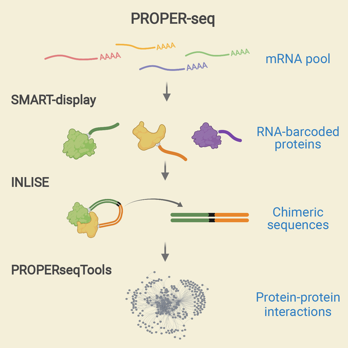 PROPER-seq graphical abstract
