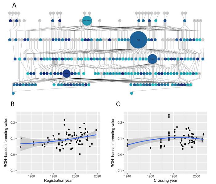 Changes in marker genotype (ROH)-based inbreeding coefficients in apple parental population.