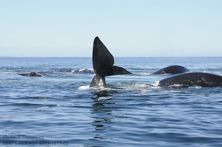 A Surface Active Group of Right Whales
