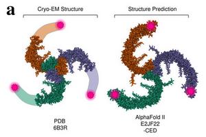 PIEZO1 protein (1)