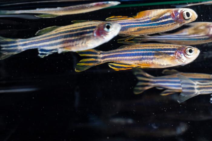 Adult zebrafish