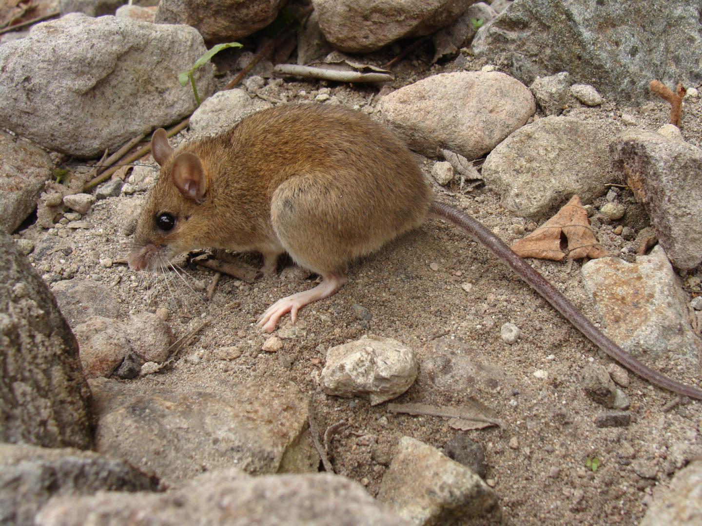 Pinatubo volcano mouse