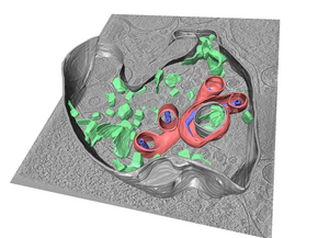 3D-Segmentierung verschiedener Strukturen im Zusammenhang mit einer Infektion mit dem Ebola-Virus.