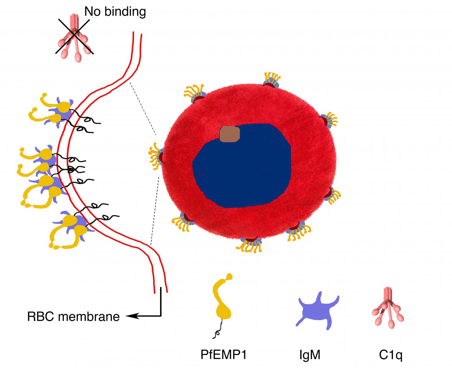 The Malaria Bouquet
