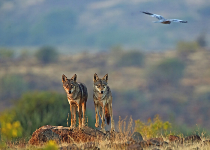 Two Indian wolves