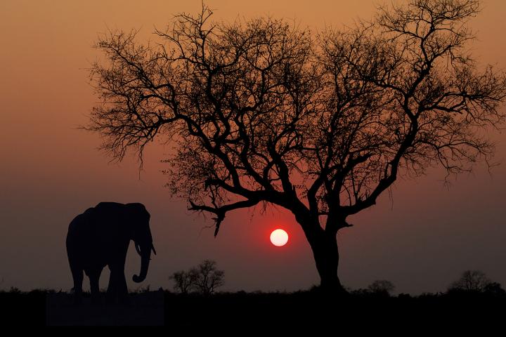 Sunset for Elephants?