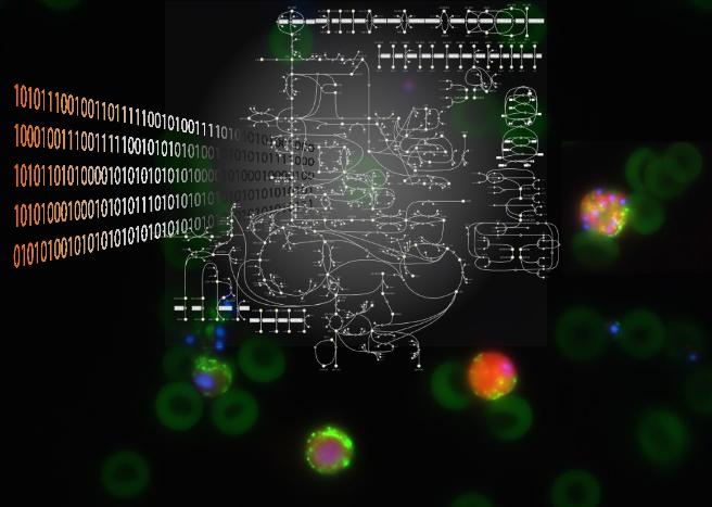 Fighting Malaria through Mathematical Analysis of Parasite's Metabolism