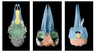 Skulls of deer, fin whale and spotted dolphin