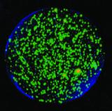 TB Infected Cells within Microspheres