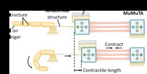 Driving principle of biohybrid finger.