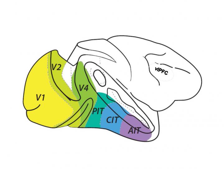 Brain illustration