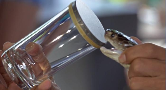 MHSRS Award Winner: Broad-Spectrum Snakebite Antidote IPT