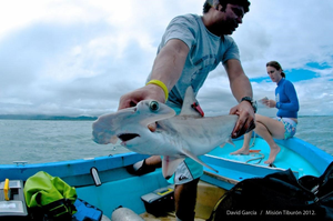 Scalloped hammerhead shark tagged