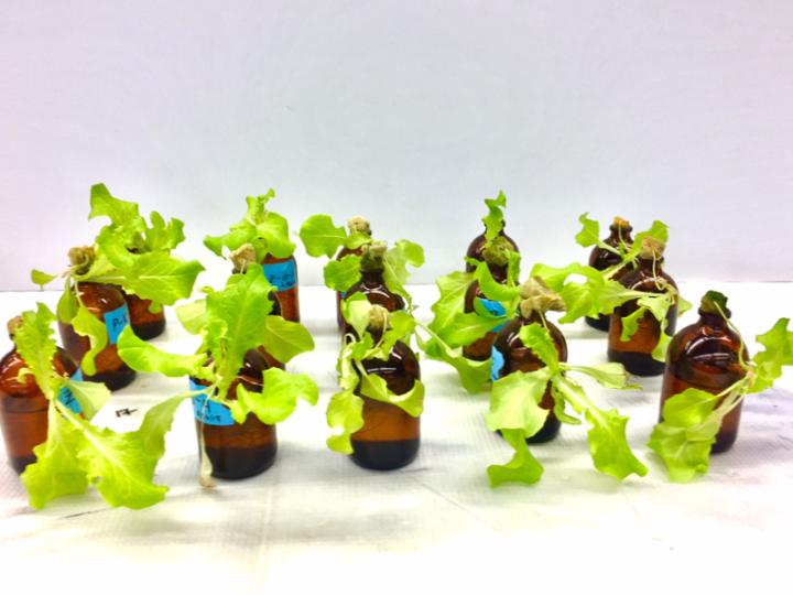Hydroponic lettuce