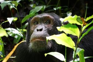 African great apes predicted to see frequent extreme climate events in the next 30 years