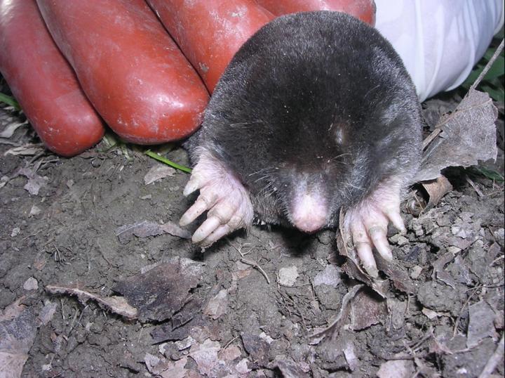 Mole
