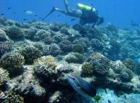 Healthy <I>Pocillopora</I> Coral Reefs of the Northwestern Hawaiian Islands