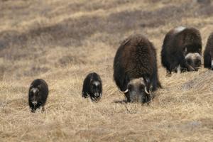 Muskoxen graze