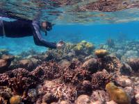 Collecting Coral