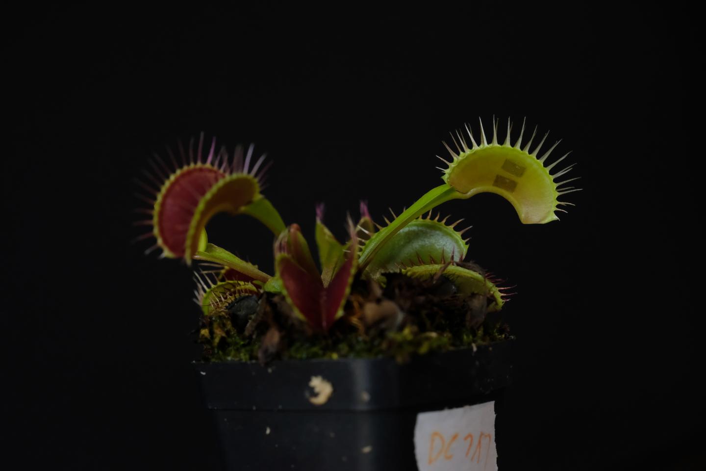 NTU Singapore scientists develop device to 'communicate' with plants using electrical signals