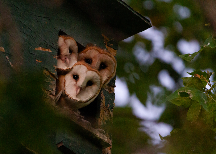Barn owls in nest box