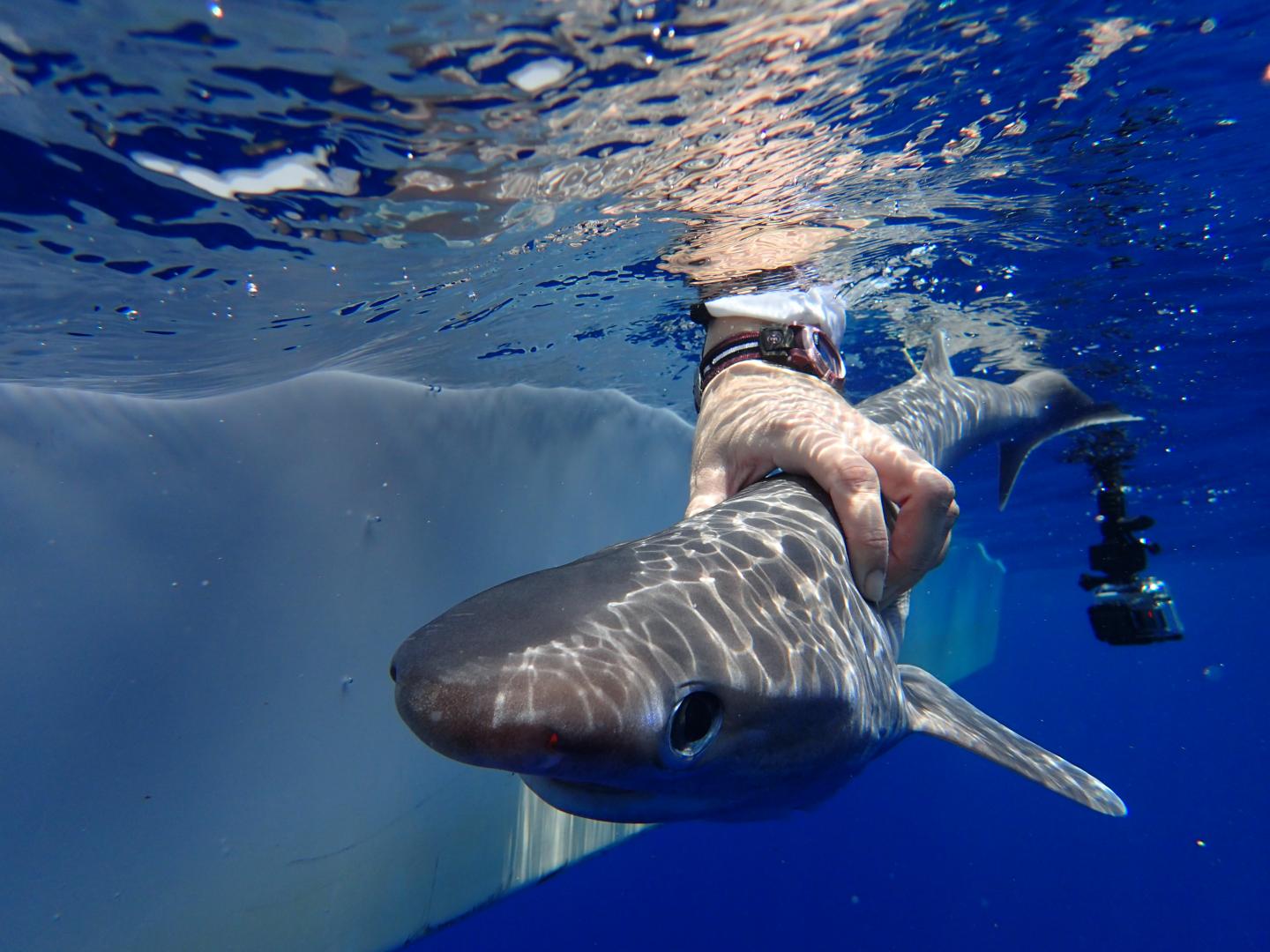 Tiger shark genomes reveal two distinct populations •