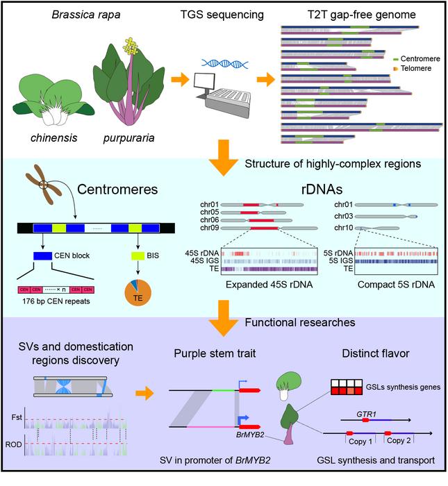 The complexity of structural variations in Brassica rapa revealed by assembly of two complete T2T genomes