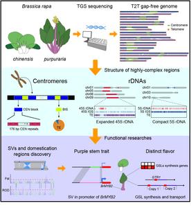 The complexity of structural variations in Brassica rapa revealed by assembly of two complete T2T genomes