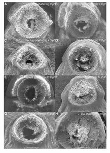 Scanning electron microscope images of abscission zones from a sample of rice accessions with different shattering abilities.