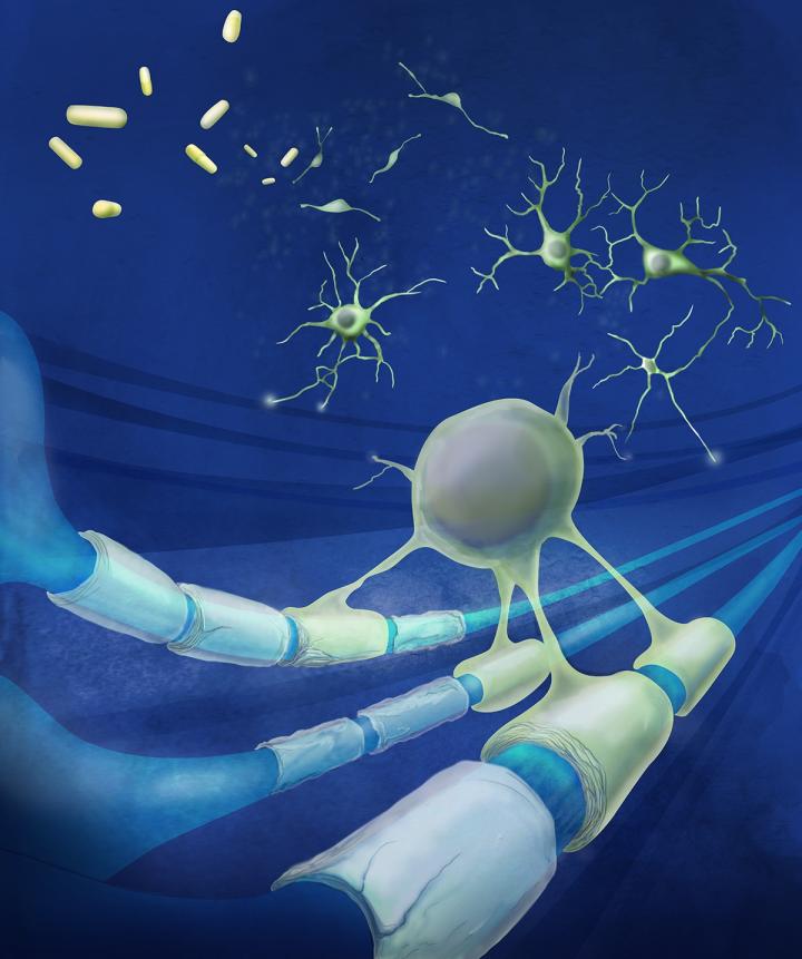 Prompting Stem Cells to Produce Protective Myelin