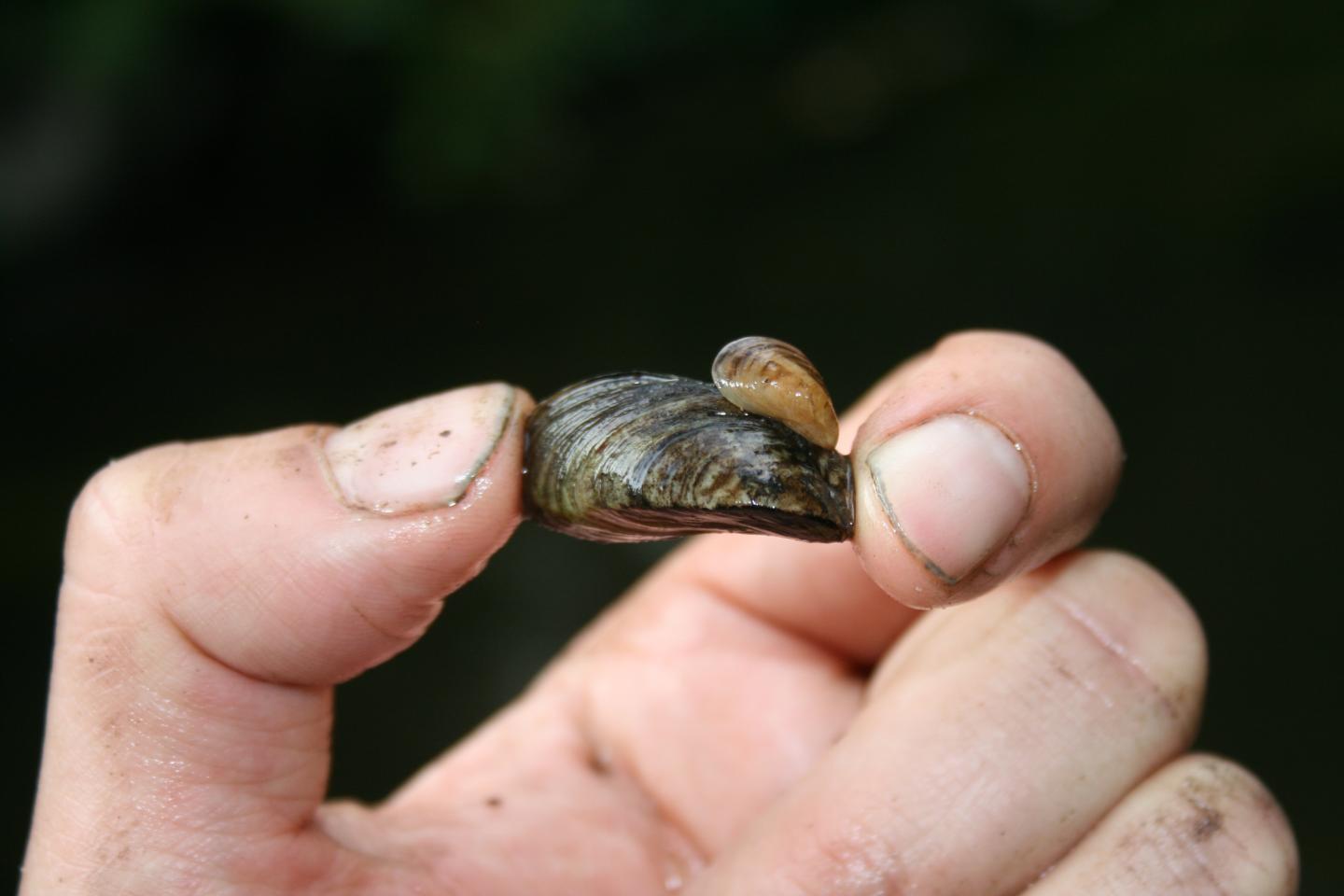 Quagga Mussel on a Zebra Mussel