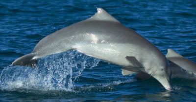 Australian Humpback Dolphin