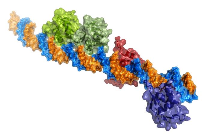 Atomic three-dimensional structure showing several ToxR proteins bound to DNA.