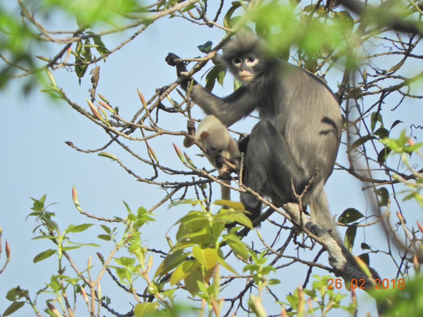 Popa Langur