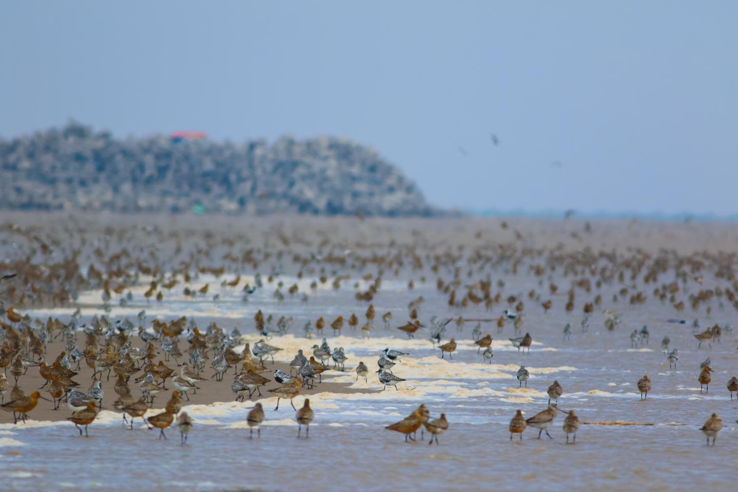 Birds on the shore