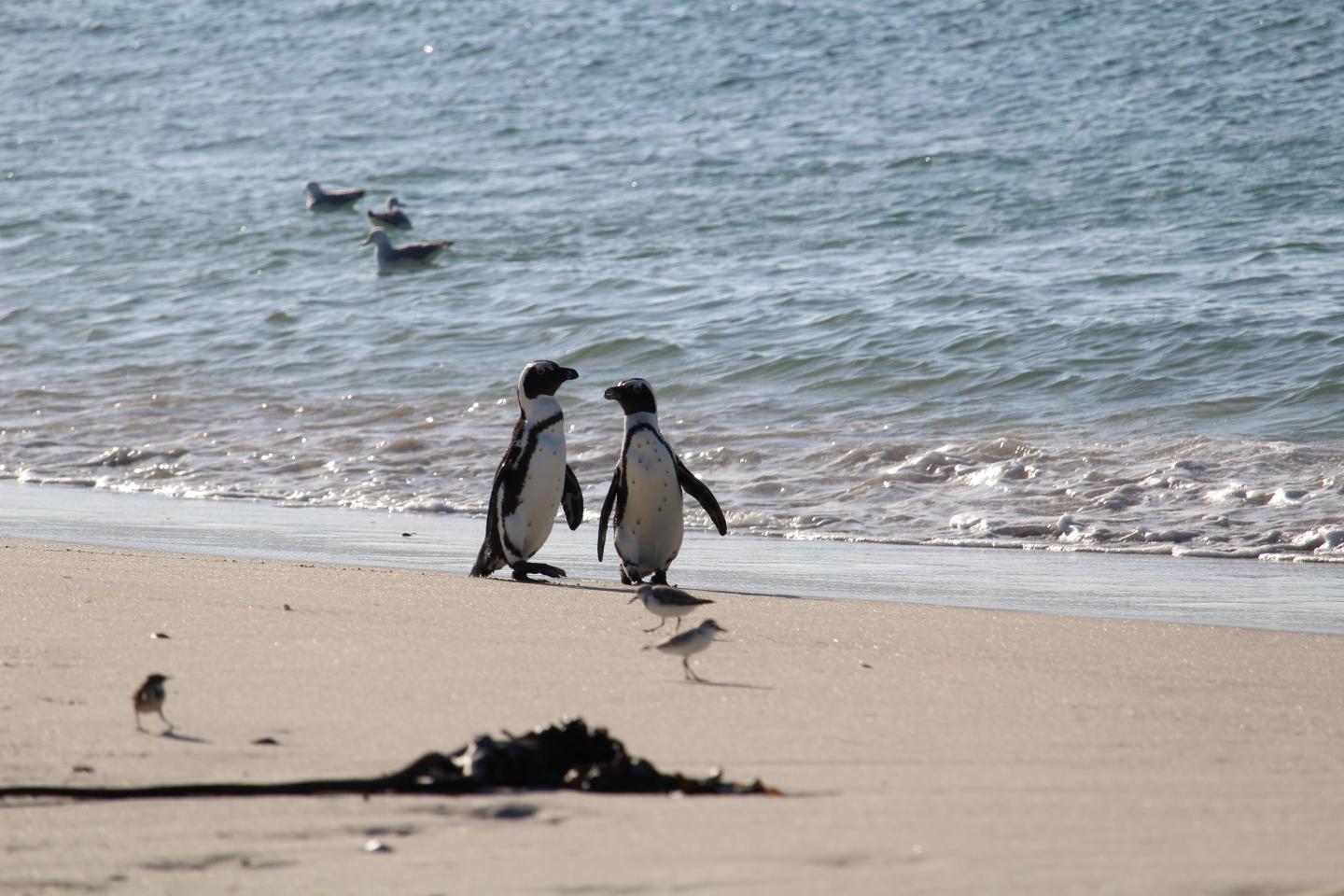 Endangered African Penguins