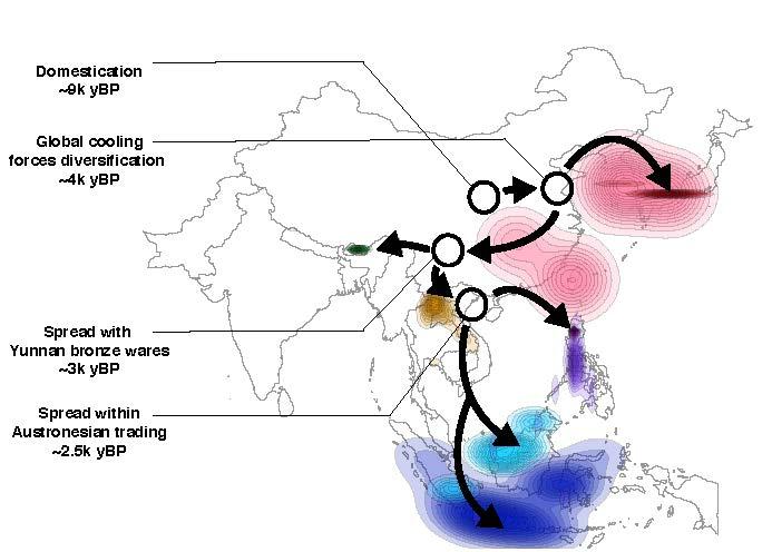 A Simplified Map of Rice's Spread through Asia