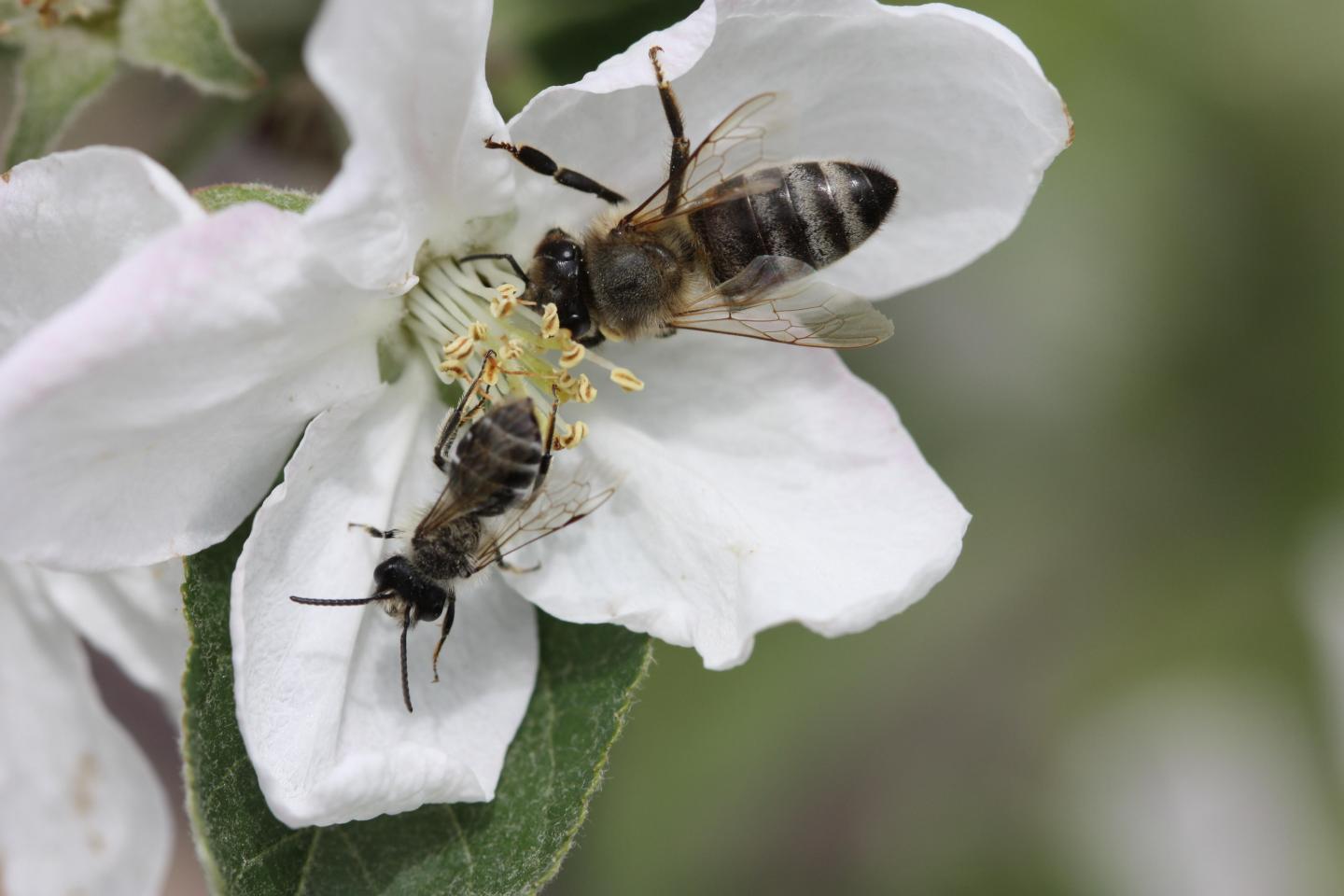 Honey Bee Worker and a Male <em>Andrena sp</em> on Apple Blossom