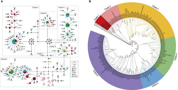 Median-joining network (A) and phylogenetic relationships (B) based on Tf alleles