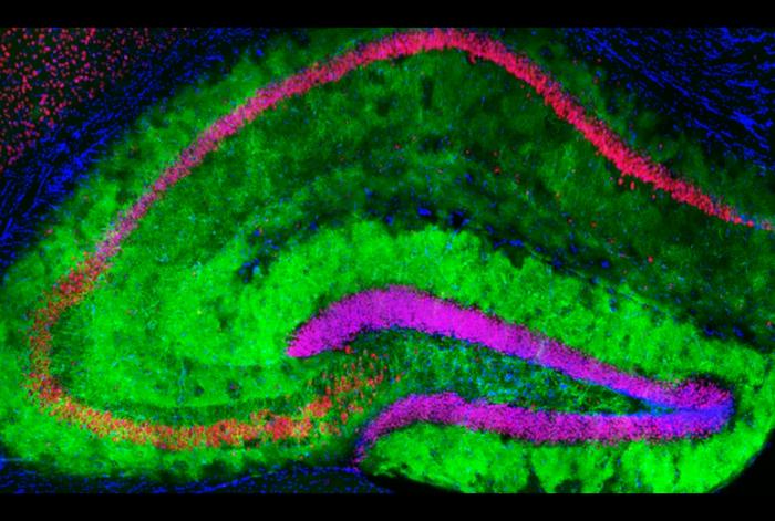 This image of the mouse hippocampus, a part of the brain involved in learning and memory, shows mGluR3 receptors on astrocytes (green), neurons (red) and cell nuclei (blue)