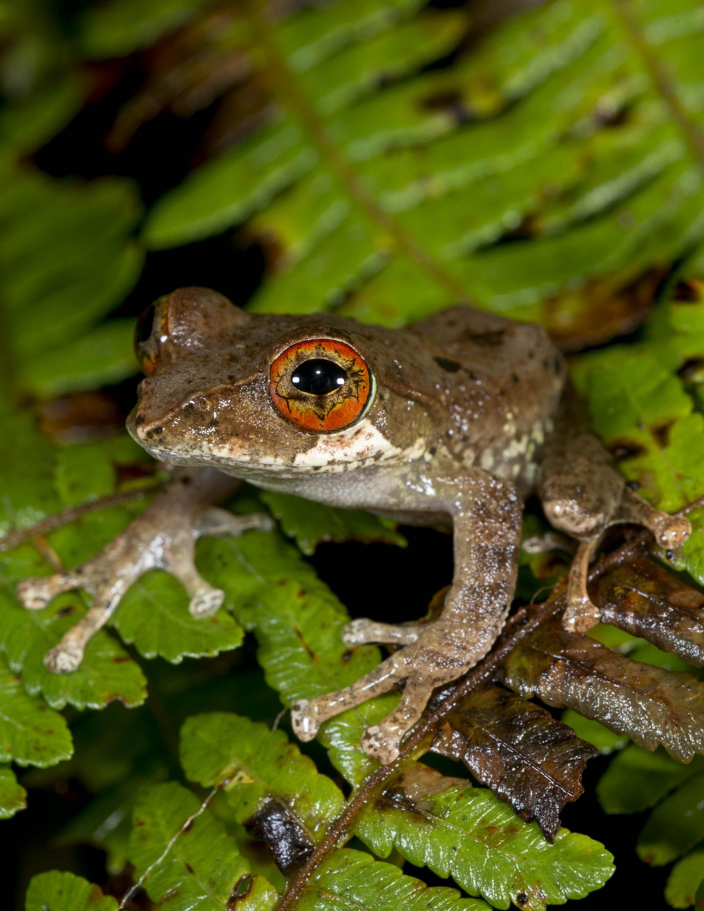Tree Frogs Evolved after Extinction of Dinosaurs