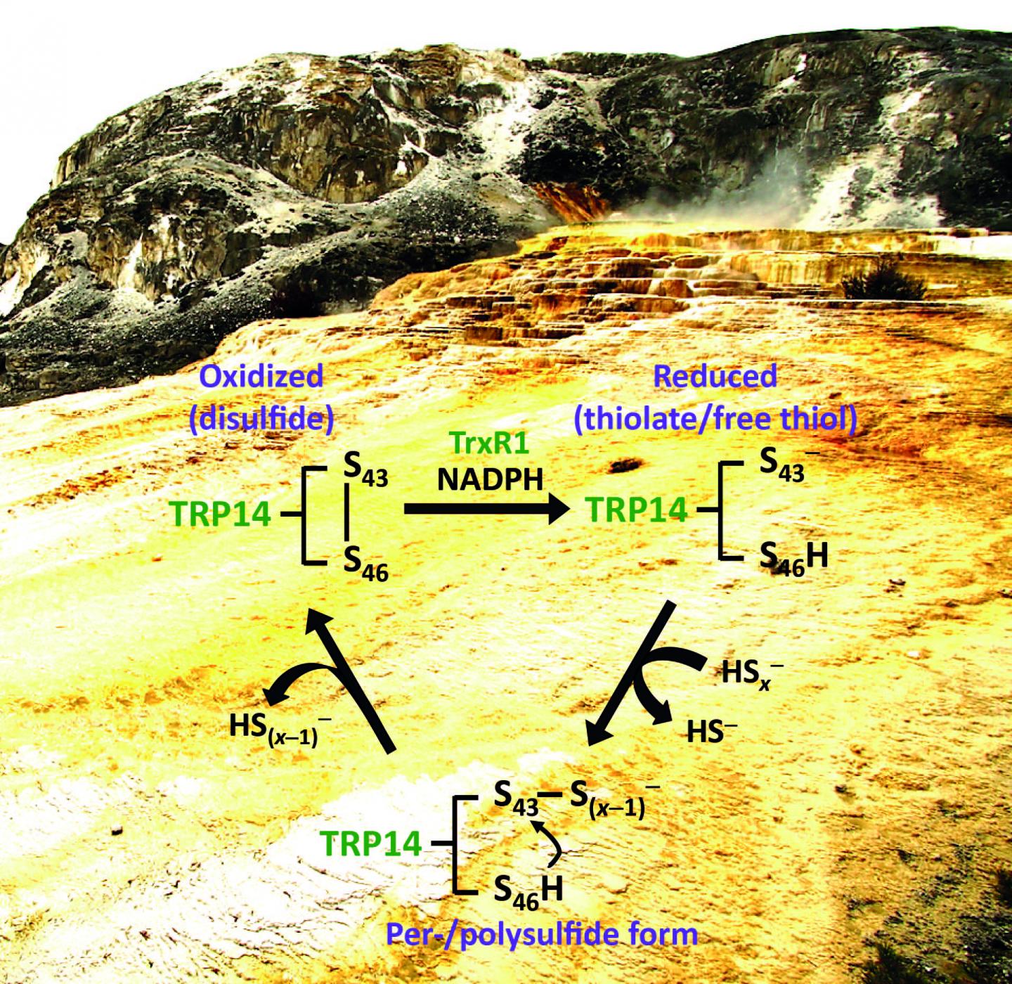 A novel persulfide detection method reveals protein persulfide- and polysulfide-reducing...(2 of 2)