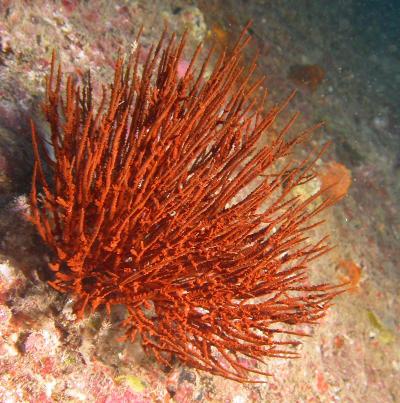 Hawaiian Black Coral (2 of 3)